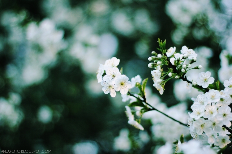 wiosna, bokeh, kwitnąca wiśnia, kwiat kwitnącej wiśni, canon 50 1.4