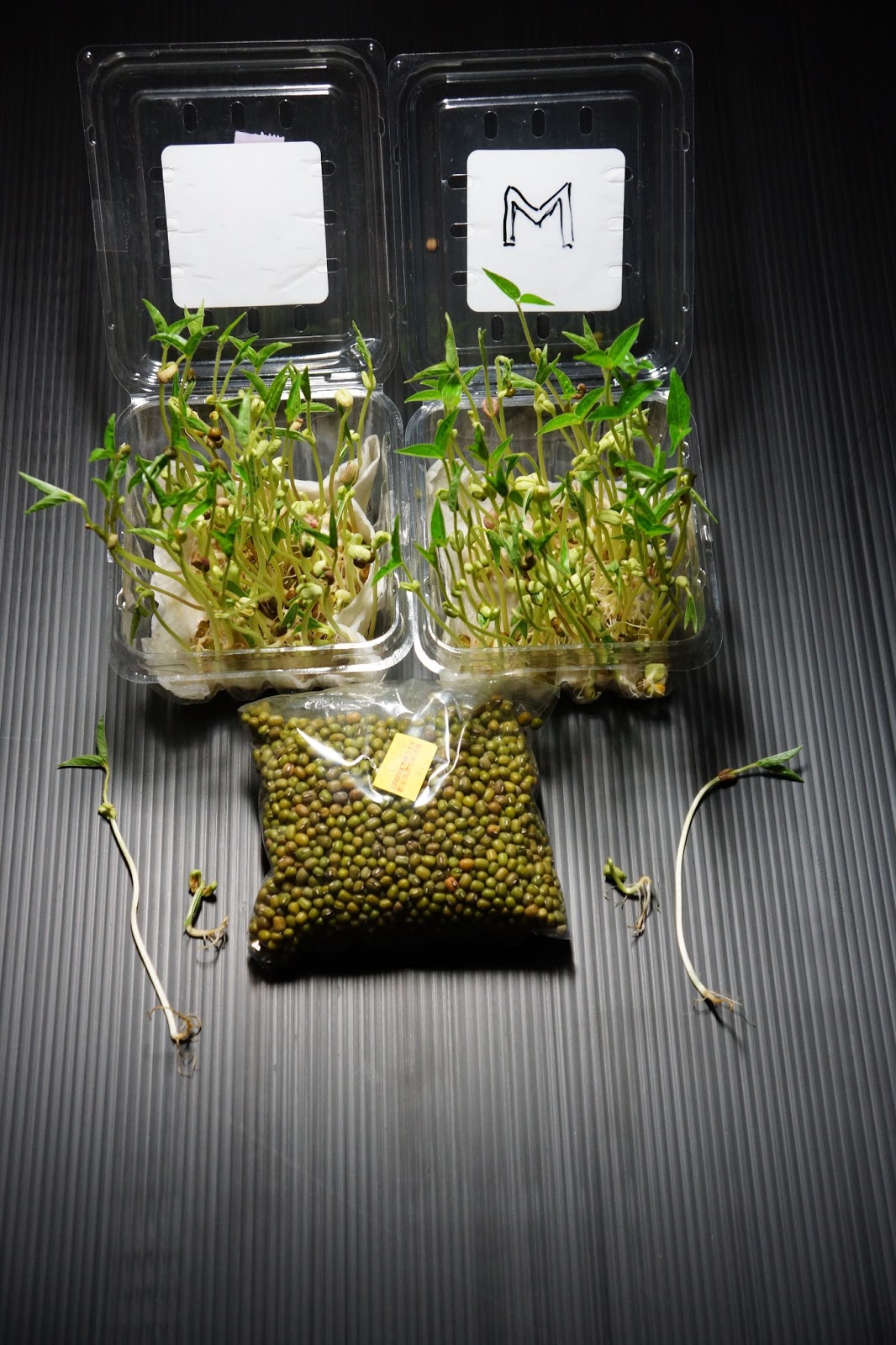 Plant Experiment With Microwaved Water