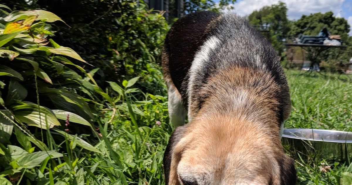 Agenty Duck How To Smell