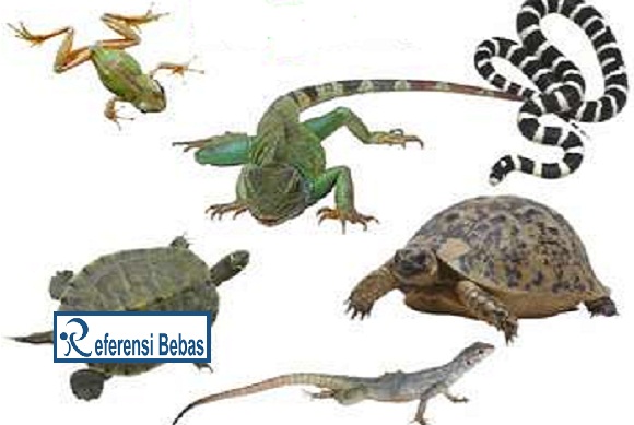 87 Koleksi Contoh Gambar Hewan Reptil Gratis Terbaru