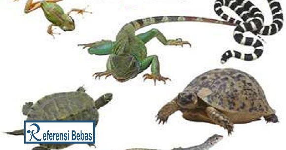  Cara  Berkembang  Biak  Reptil  REFERENSI BEBAS