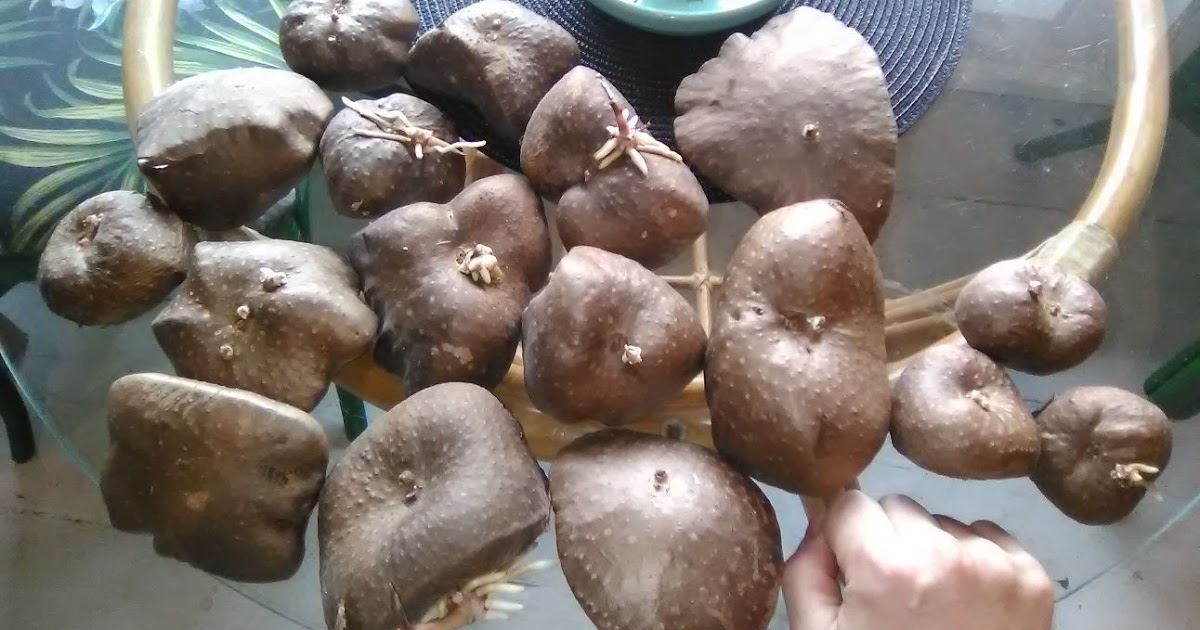 Crop summary Air potato, Dioscorea bulbifera Permaculture, Perennial