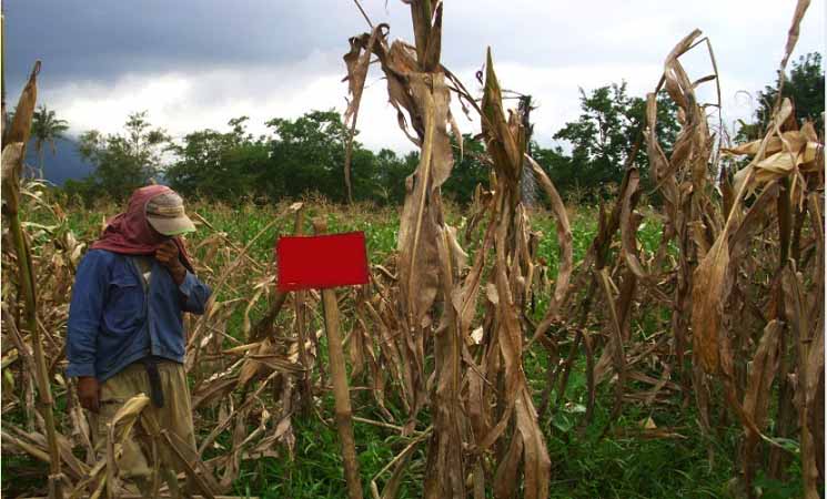Tujuan dan Manfaat Agroforestri Ato Basahona Share