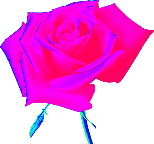 Imagenes En Png Transparentes | zoom dise 209 o y fotografia rosas en png con fondo Imagenes En Png Transparentes | zoom dise 209 o y fotografia rosas en png con fondo