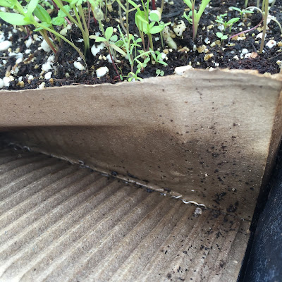 Image of seedling roots popping through the sides of the box they are growing in.
