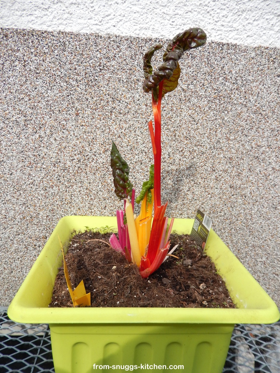 Mangold Pflanze