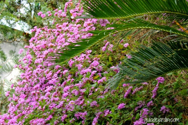Un día gris de primavera en el jardín - Guia de jardin