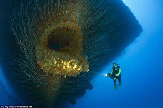 10 Foto Dasar Laut Mengerikan ini Dijamin Membuat Bulu Kuduk Berdiri