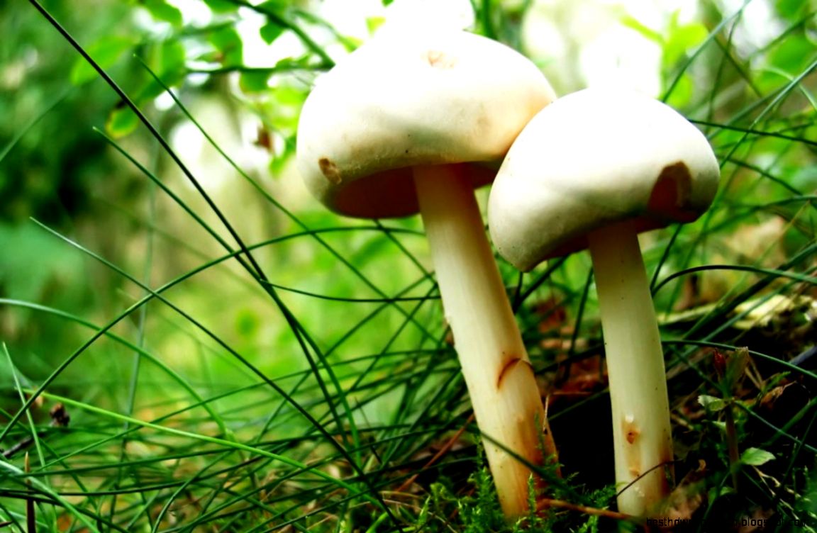 Desktop backgrounds  Animal Life  Nature  Mushrooms macro