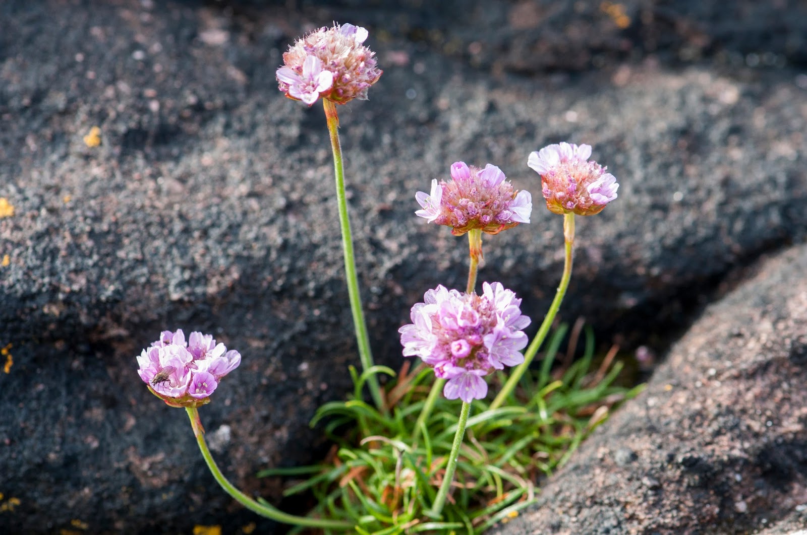Photography by MickB NW Scotland Wild Flowers & Plants