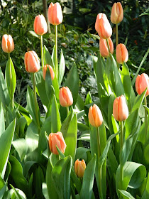 Orange tulips Allan Gardens Conservatory 2015 Spring Flower Show by garden muses-not another Toronto gardening blog