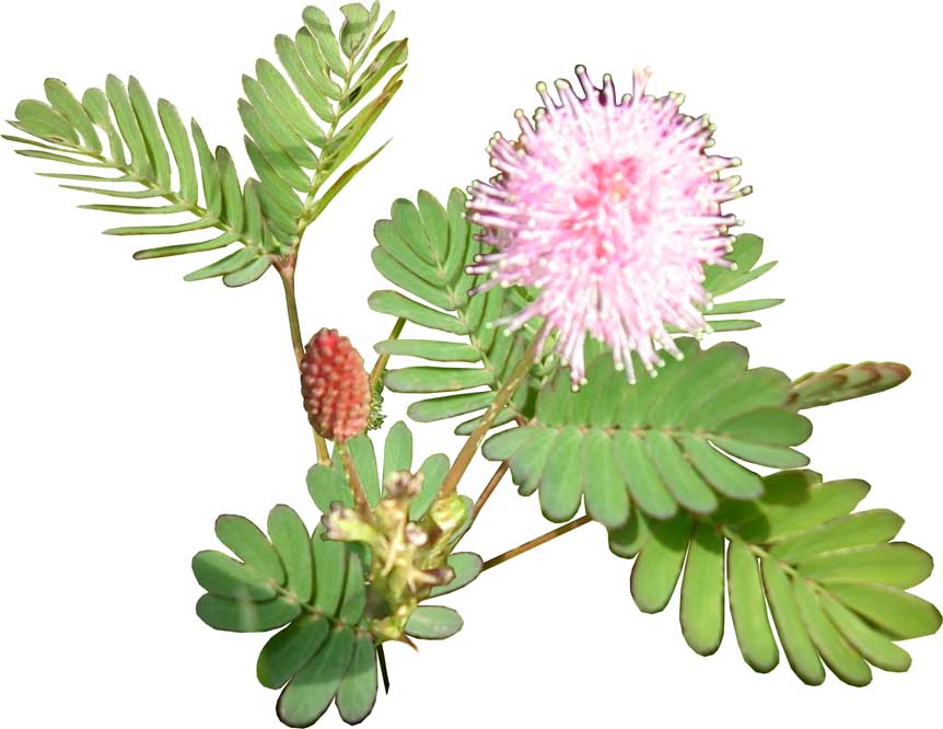 Oekoekpunya.blogspot.com: Filosofi Mimosa Pudica