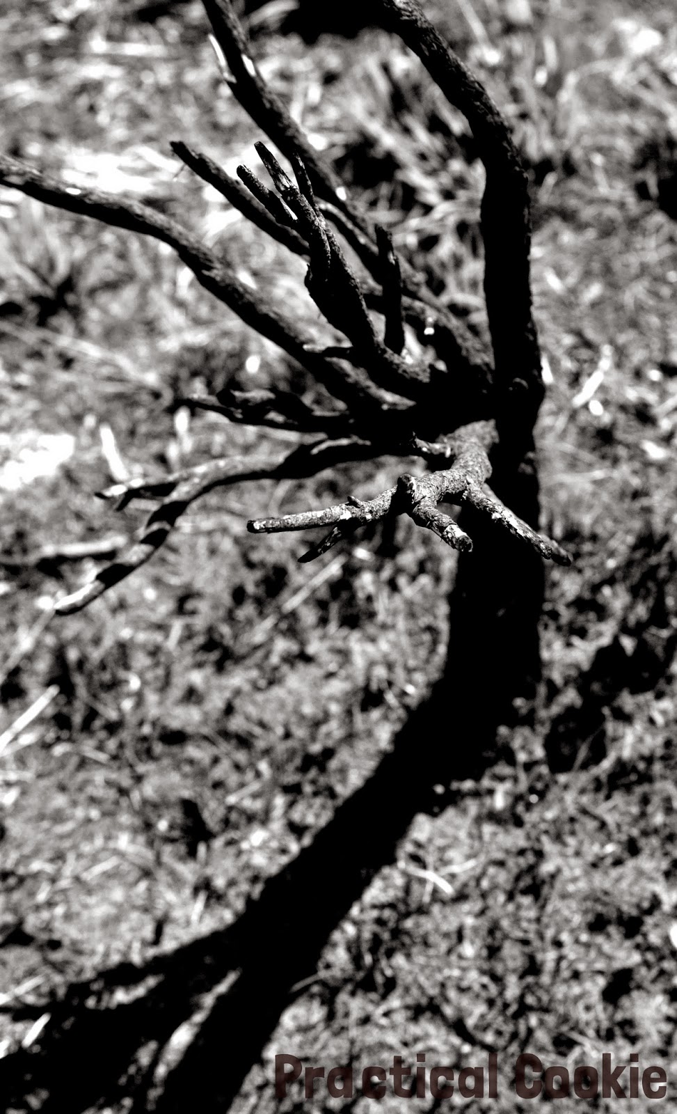 Tree and shadow in black and white