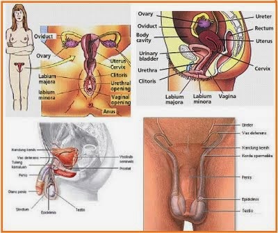organ reproduksi laki-laki dan organ reproduksi perempuan