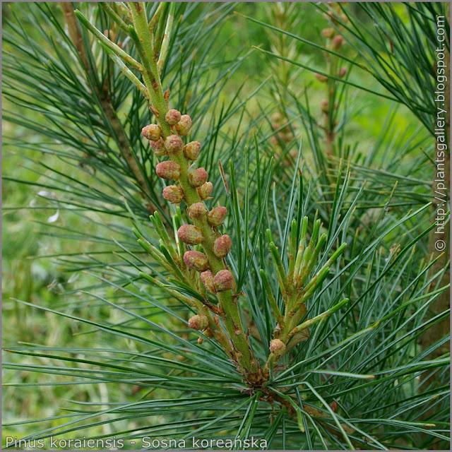 Pinus koraiensis male flower buds - Sosna koreańska pąki kwiatowe