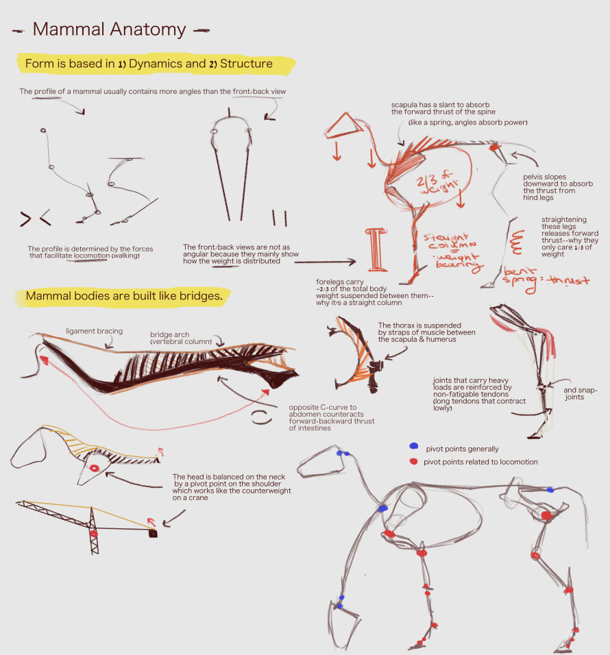 Kim Draws Things: Notes on Gottfried Bammes' Animal Anatomy