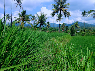Beautiful Green Leaves Of Paddy Plants In The Field