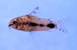 Jenis Ikan Corydoras habrosus