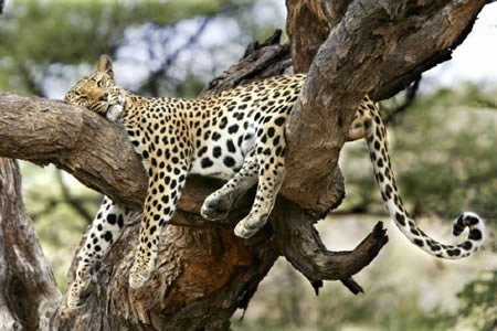 119796%252Cxcitefun-animal-4.jpg