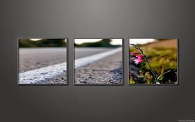 Fond d'écran printemps d'une fleur sur le bord de la route.