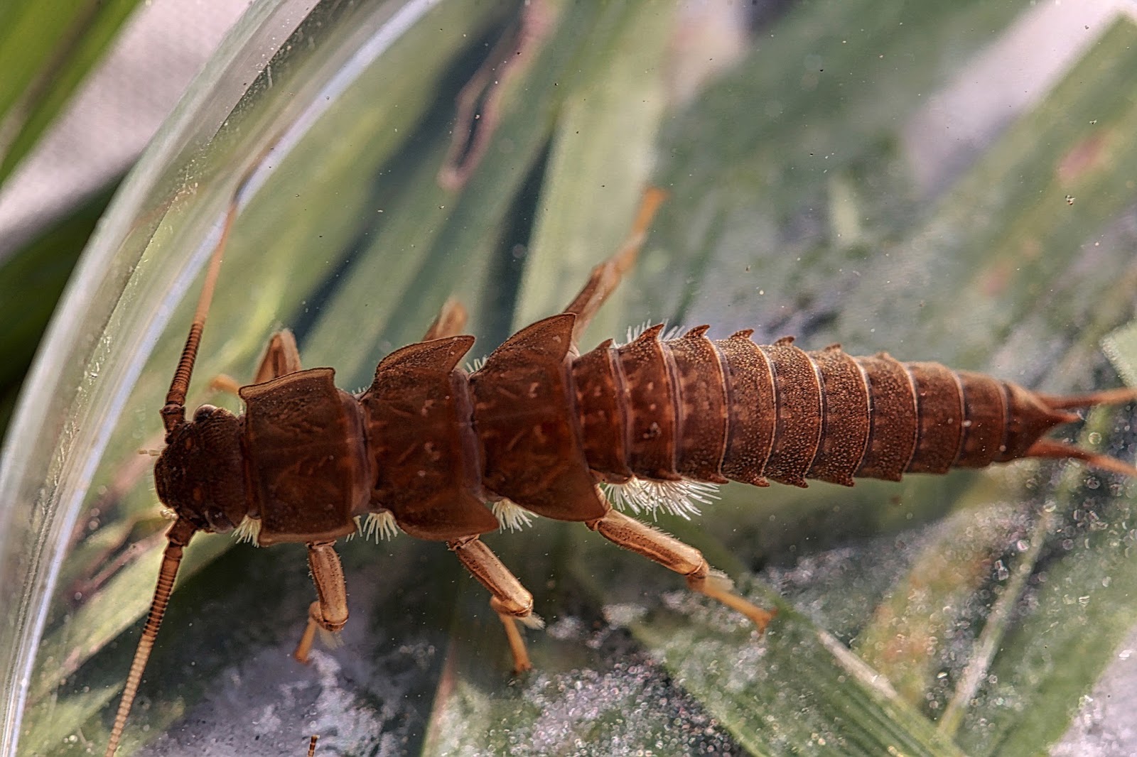 Aquatic Insects of Central Virginia: A few photos from the North Fork ...