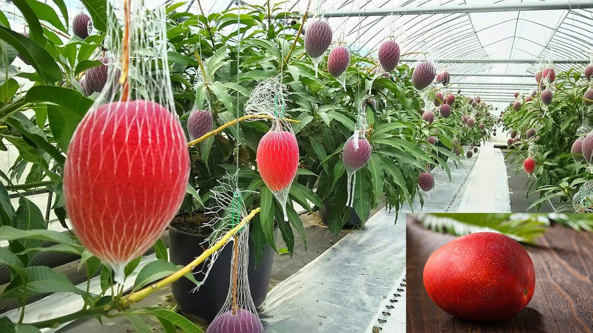 10 Most Expensive Fruits in the World TenBuzzfeed
