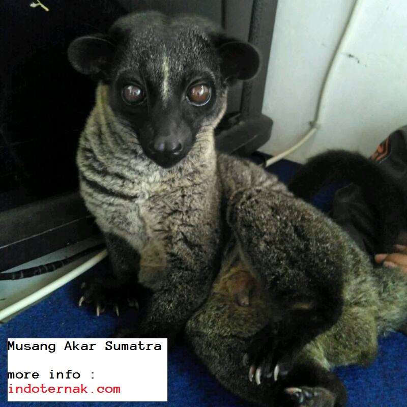 Perawatan Dan Persiapan Kandang Musang Akar Jawa Sumatra Borneo Indoternak