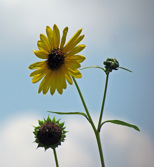 Patchwork Garden: San Antonio Botanical Gardens...