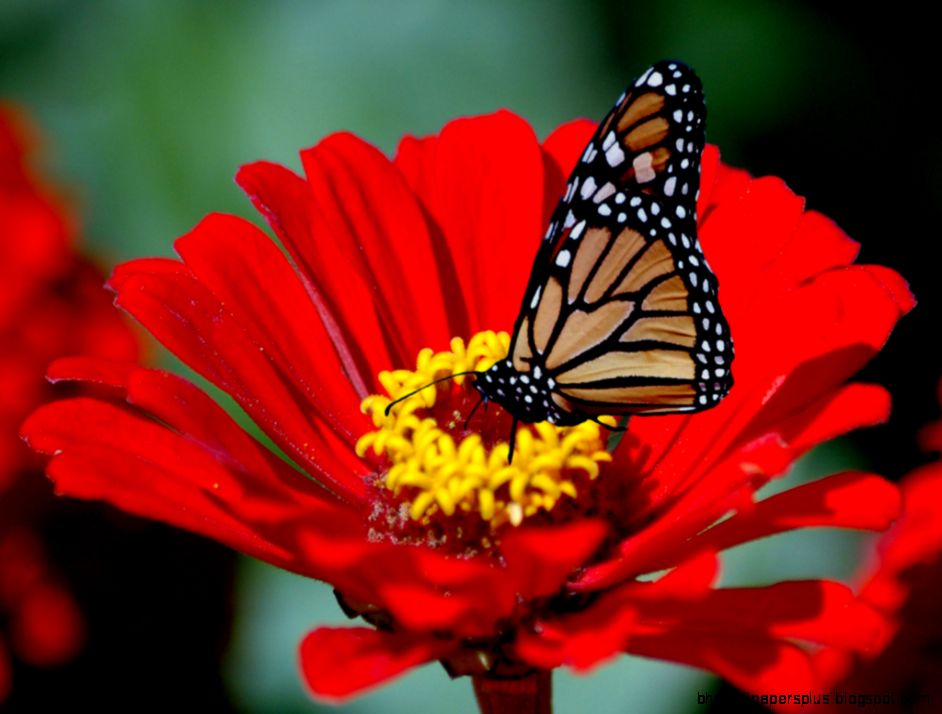 Red Flowers with Butterflies