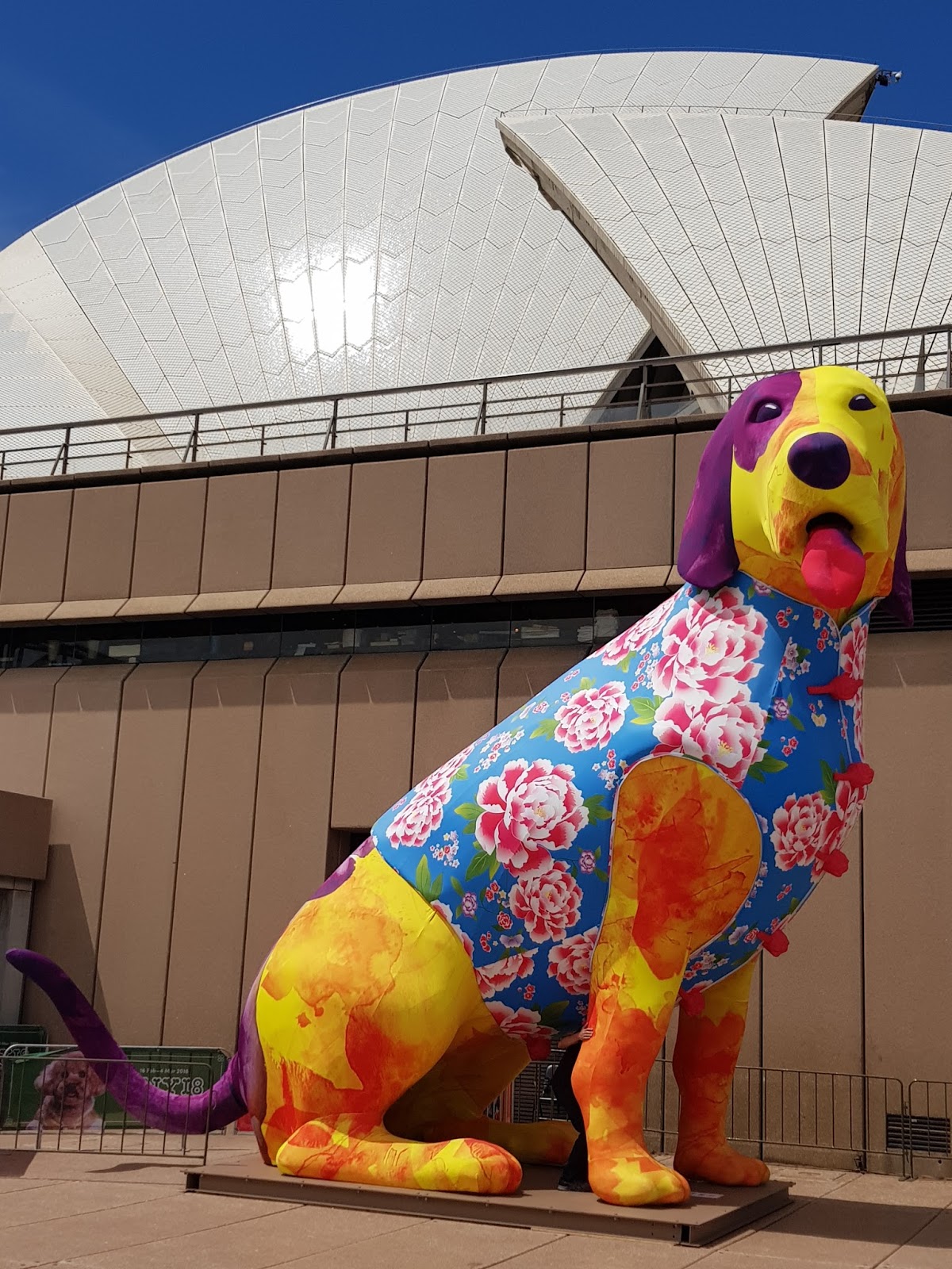 Lunar new year at sydney opera house Sydney - City and Suburbs: Sydney Opera House, Lunar Lanterns, Dog