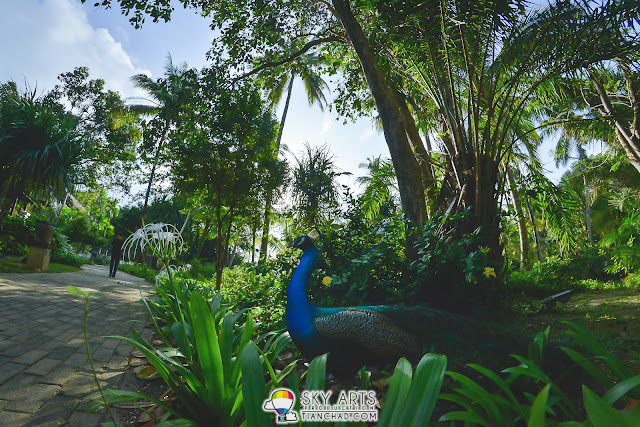 Saw a peacock after we finished breakfast - Tanjong Jara Resort
