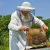 Ενισχύσεις άνω των 5 εκατ .ευρω στην μελισσοκομία