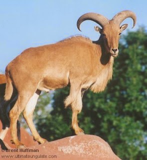 Barbary sheep