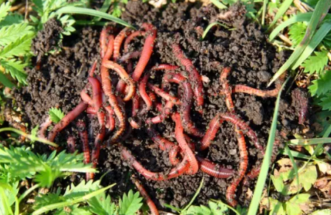 5 Jenis Cacing yang Ampuh Digunakan Umpan Mancing Ikan Patin - Mancing