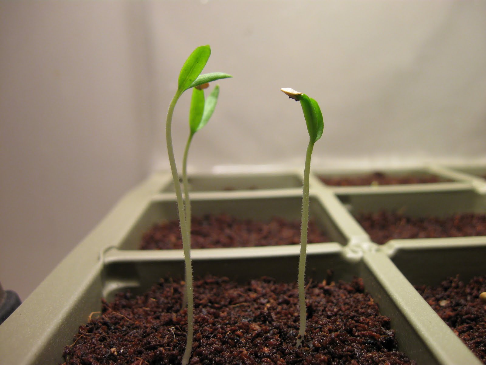 Kentucky Fried Garden Sprouting Eggplant and Peppers