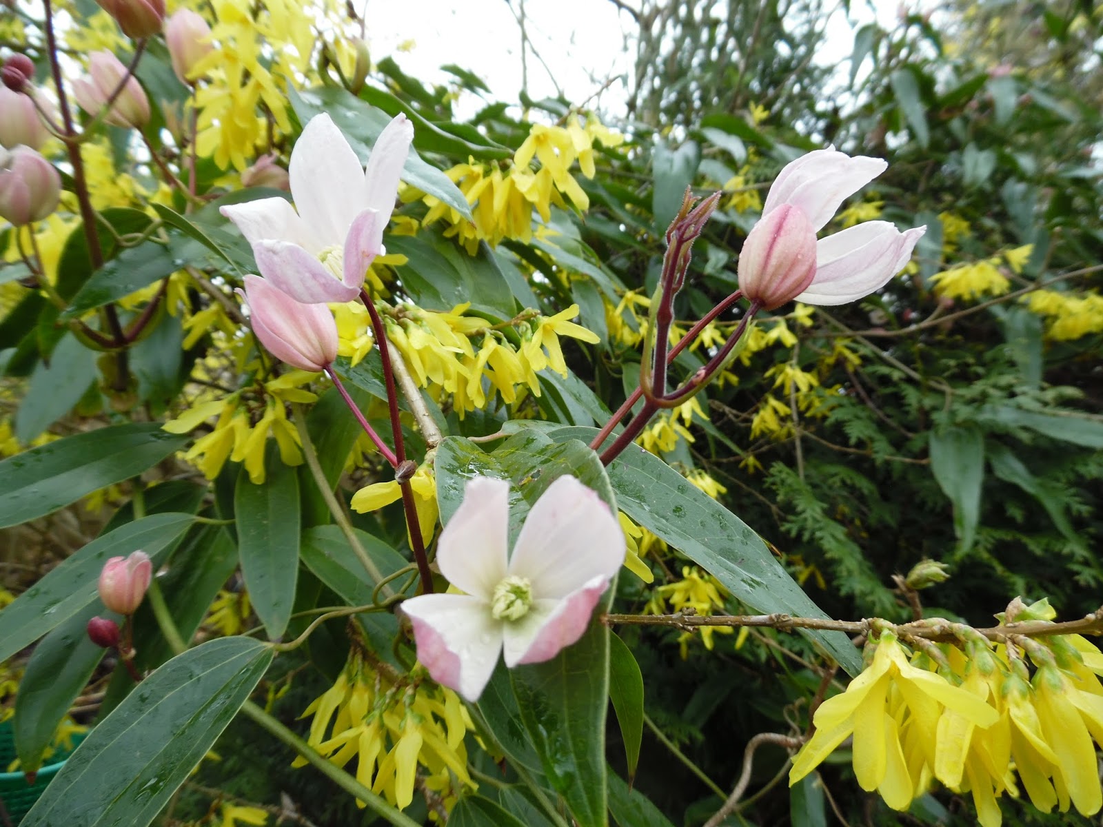 Heidis grüne Ecke: Wintergrüne Clematis "Apple-Blossom"