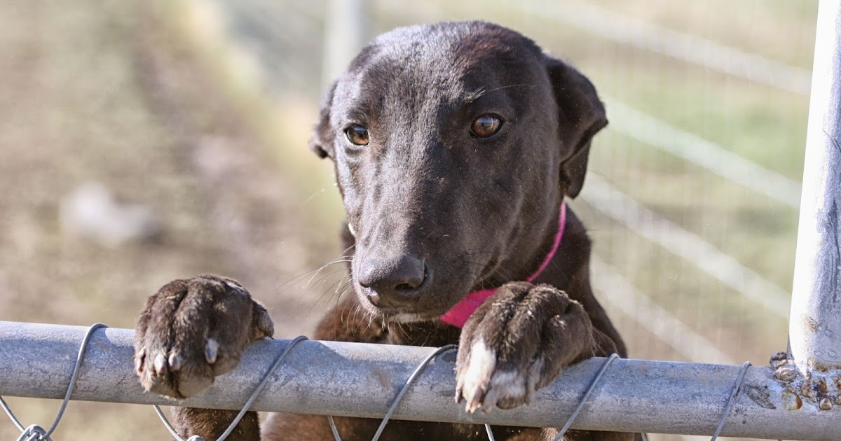 Feral Greyhound Kennels Puppies 6 months old tomorrow