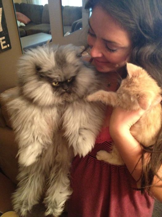 Colonel_Meow_Angriest_cat_06.jpg