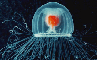 El único ser vivo del mundo que es inmortal. El único animal inmortal del mundo. Turritopsis Nutricula, la medusa, animal inmortal del mundo