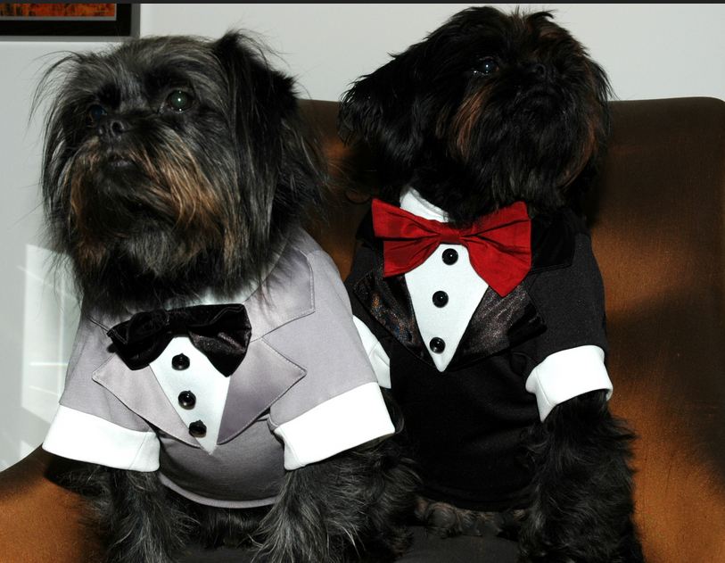 Wedding Dresses For Dogs Dogs Breeds Guide