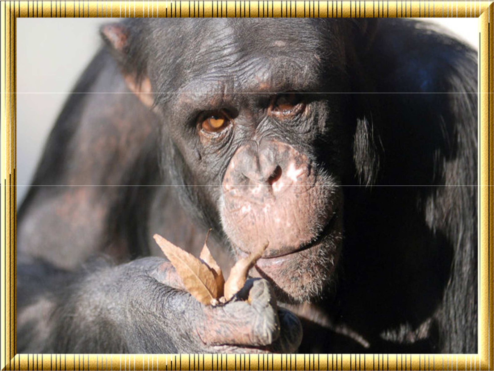 Большой мудрый зверь. Шимпанзе самое умное животное. Бонобо самые умные животные. Самые умные обезьяны на земле. Шимпанзе самый умный в мире.