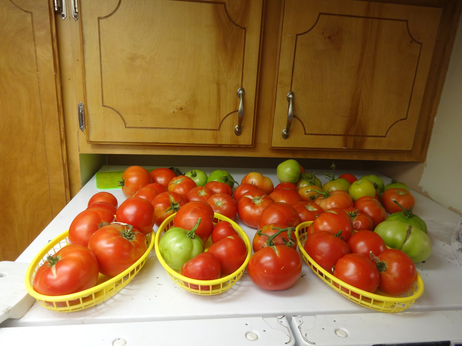 The Scientific Gardener Fridge Tomatoes