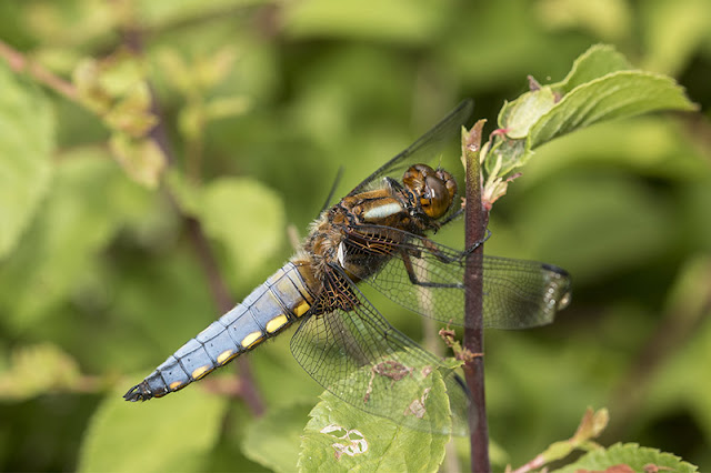Male Broad-bodied Chaser