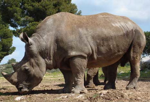 rhinoceros 3d modeling rhinoceros 3d modeling