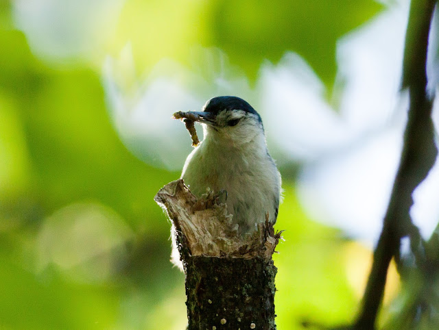 White-breasted Nuthatch - Prospect Park, New York