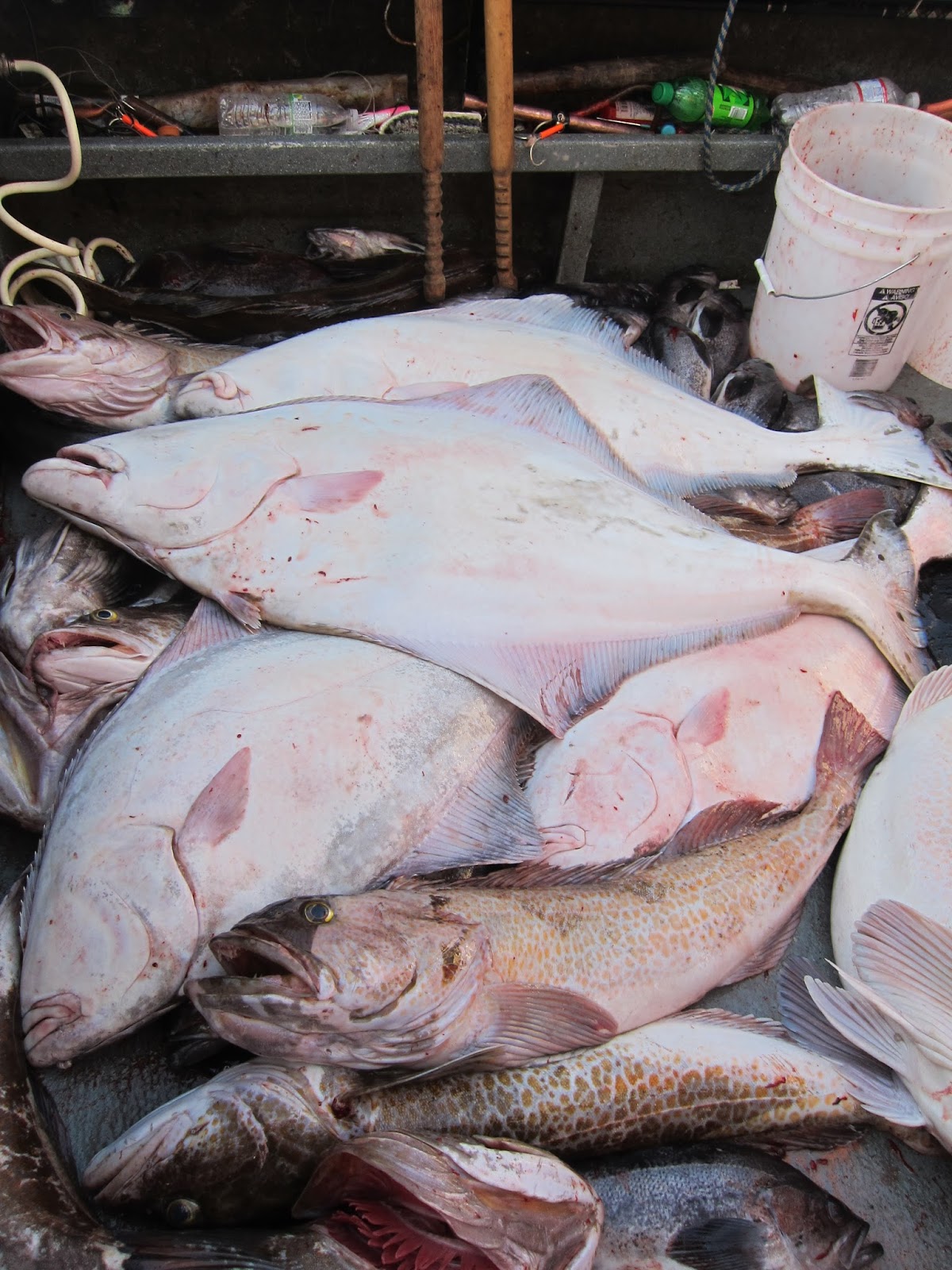 Todds Extreme Fishing Neah bay halibut, lingcod, rock fish & sables