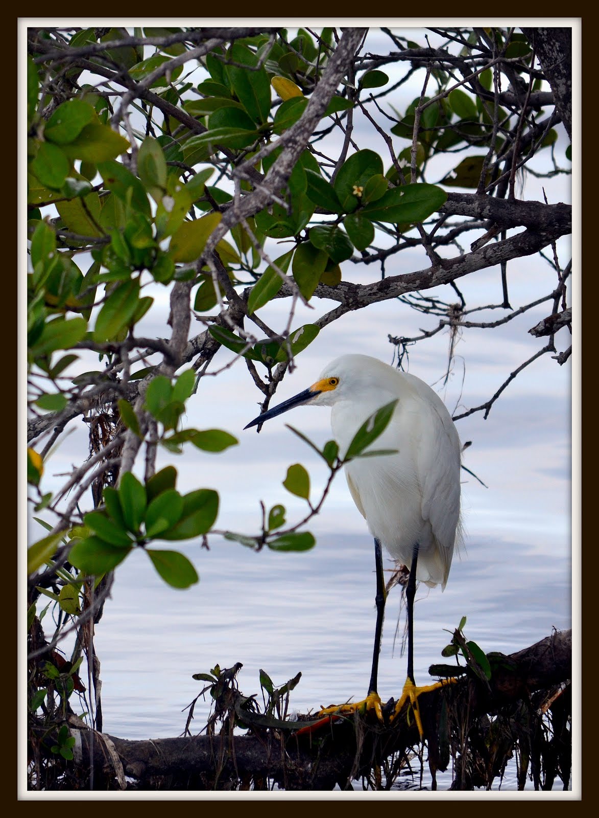 Snowy Egret