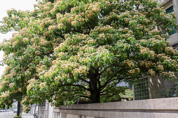台中北屯「加羅林魚木」滿滿金黃色花朵盛開，難得一見的樹種