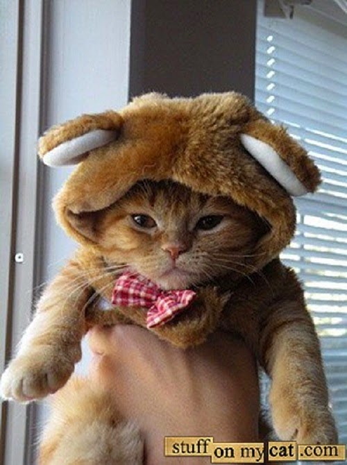 Photo chat déguisé trop mignon et drôle 