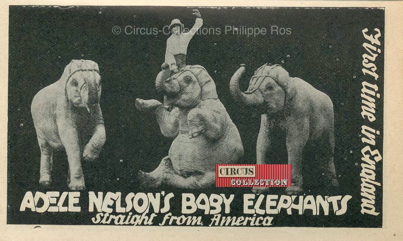 Adele Nelson's Baby éléphants straight from America